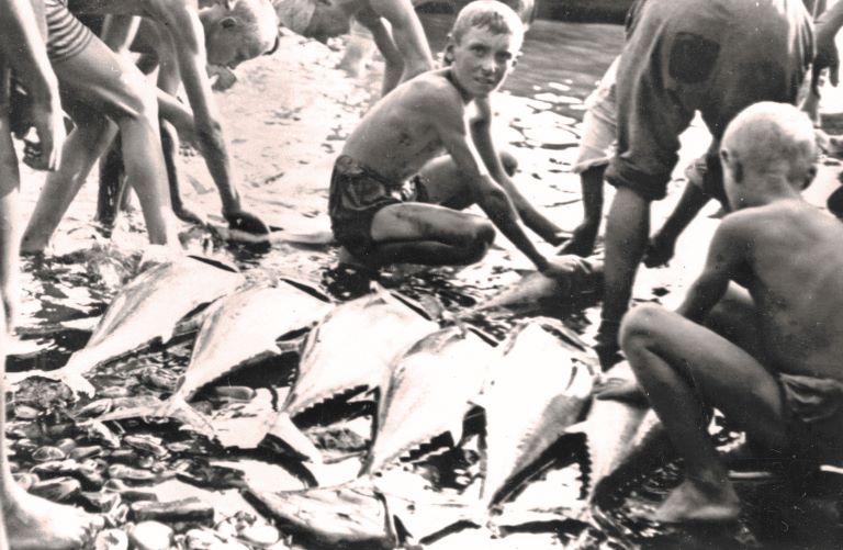 sventramento e pulizia del tonni Santa Croce (Trieste) 1954.