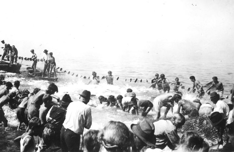 tuna fishing scene in Santa Croce (Trieste) in 1947