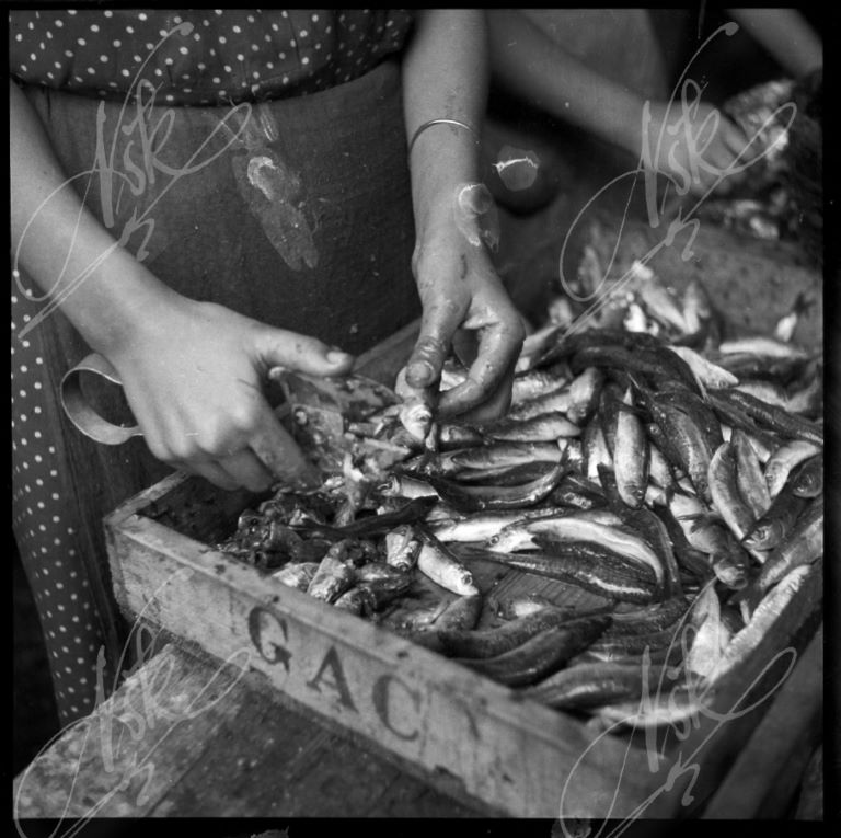 Mani donna che lavorano il pesce