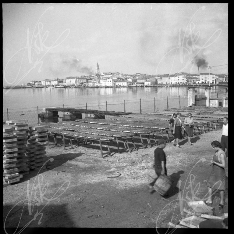 Izola and a cannery